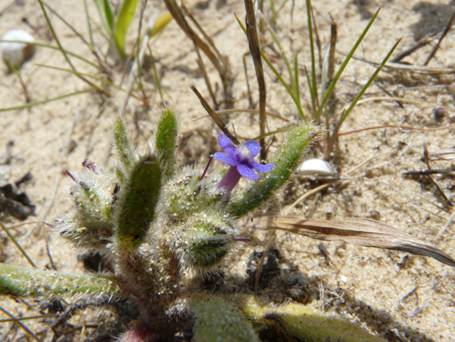 Hormuzakia aggregata (=Anchusa aggregata)/Buglossa siciliana